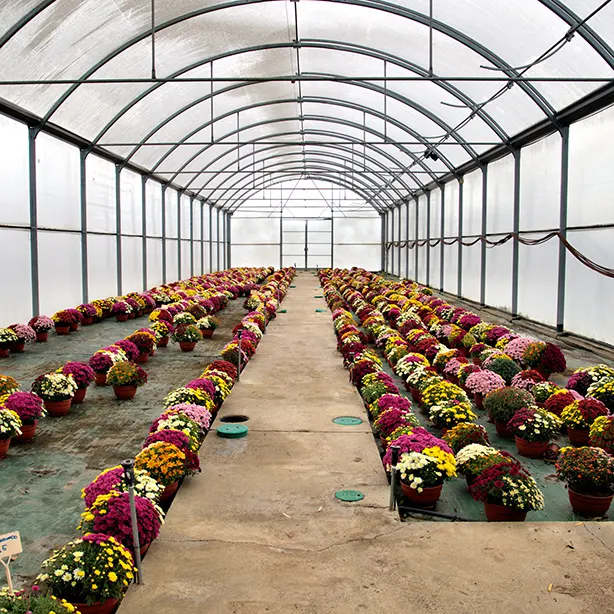 Vivero de Crisantemos Centro Especial de Empleo Villa San José